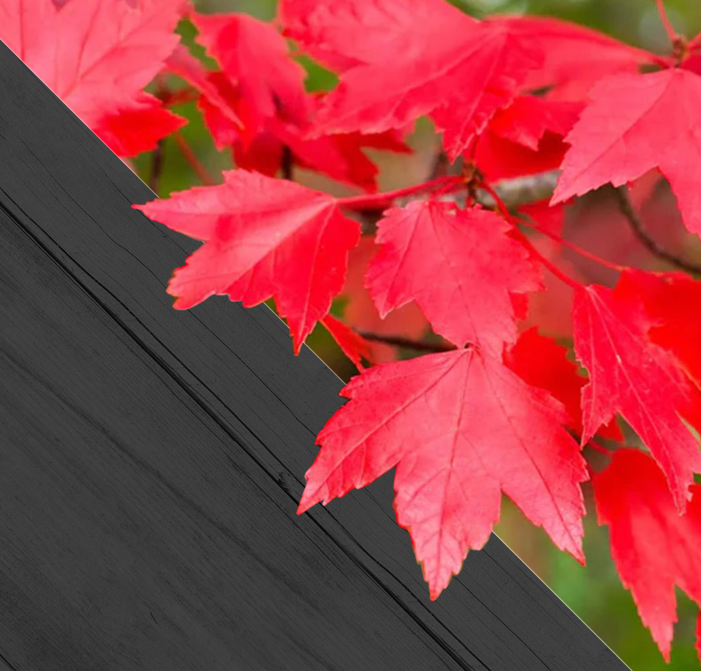Acer rubrum - rode esdoorn p9 60/+
