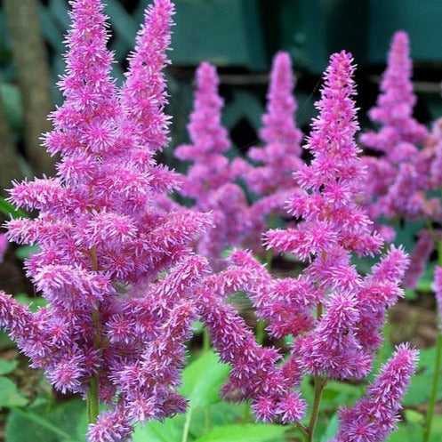 Astilbe c. 'Pumila' - PLuimspirea mini
