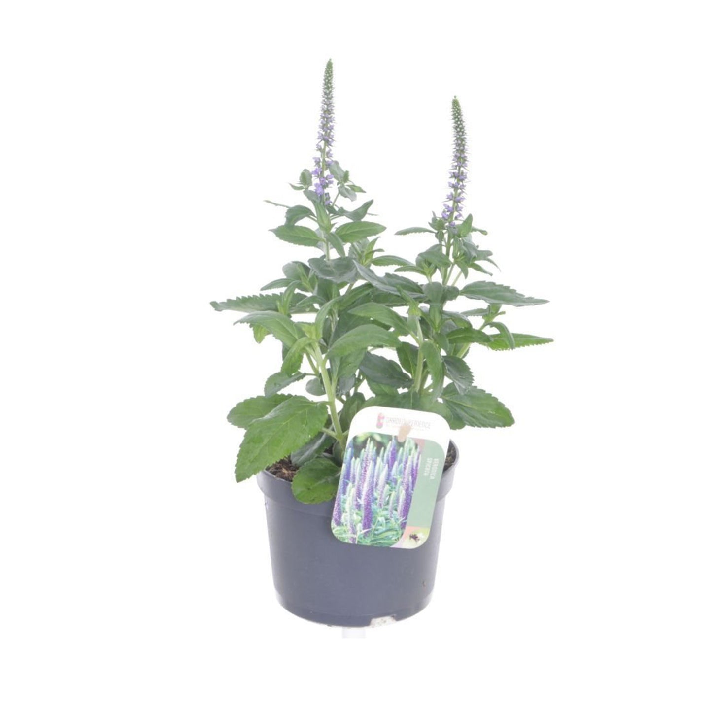 Veronica spicata Inspire Blue - Ereprijs 'Inspire Blue'