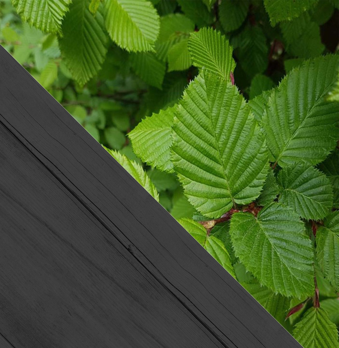 Carpinus betulus c5 125/150 gestokt - Haagbeuk