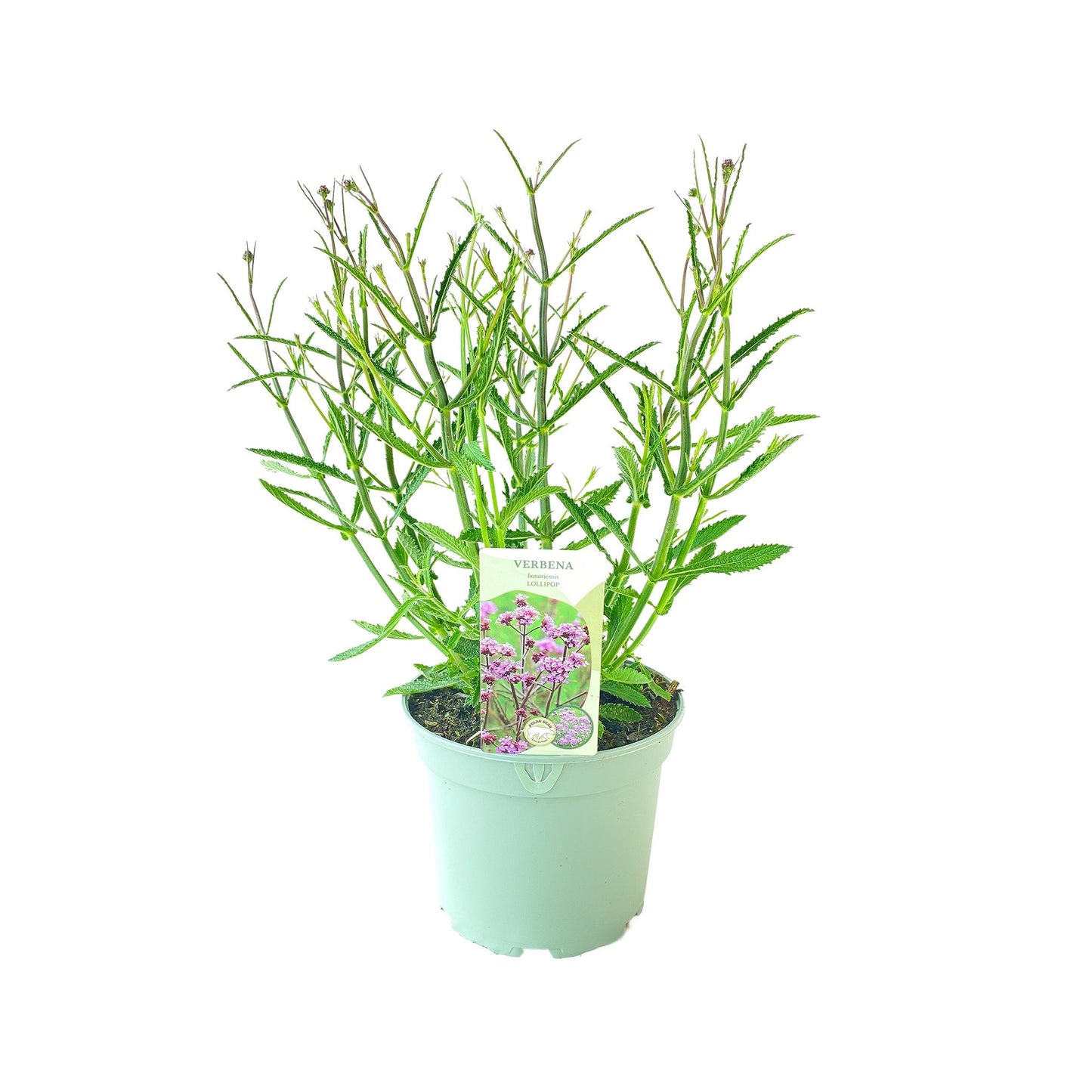 Verbena bonariensis Lollipop