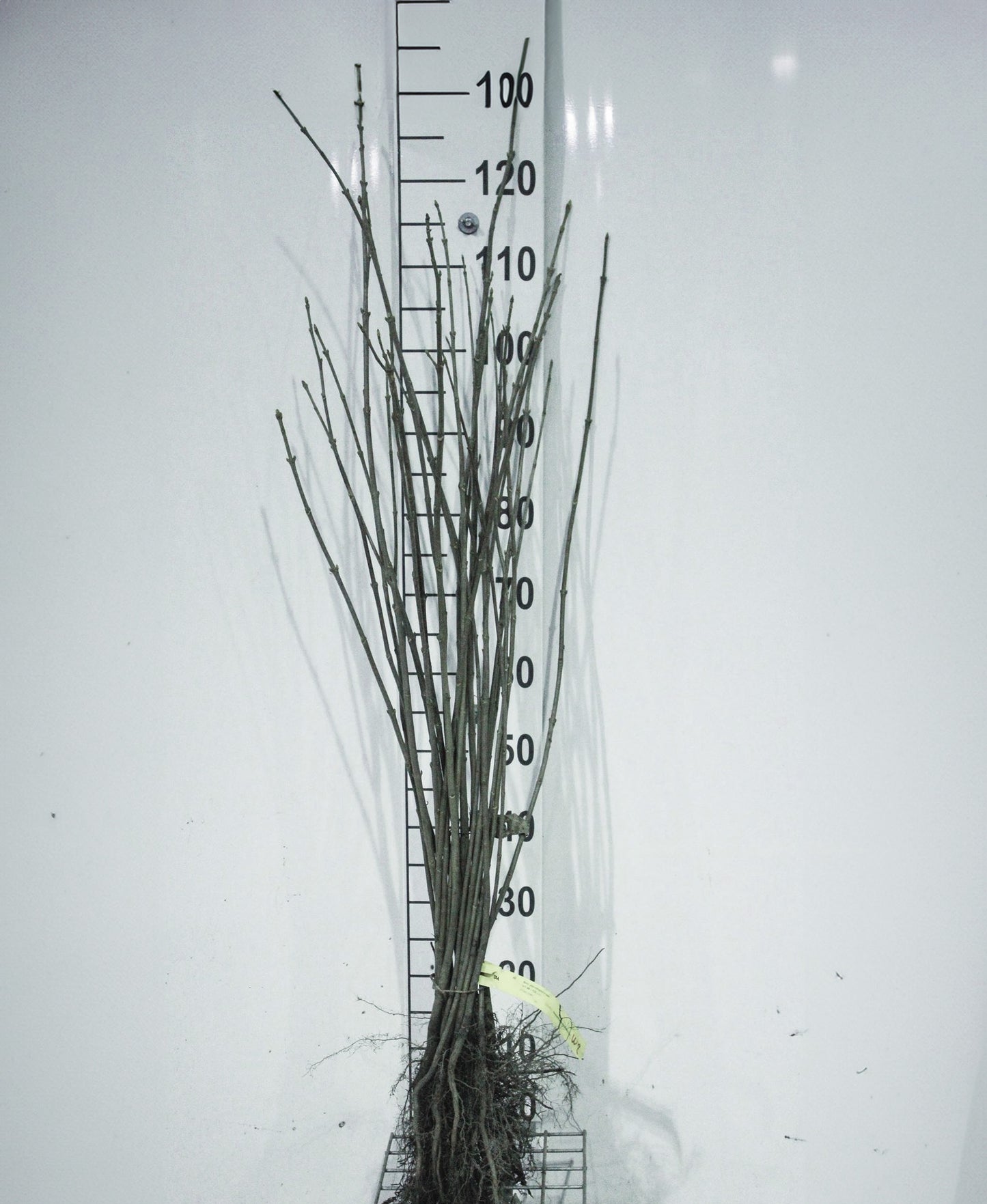 Acer pseudoplatanus blote wortel - Gewone esdoorn 40-60cm