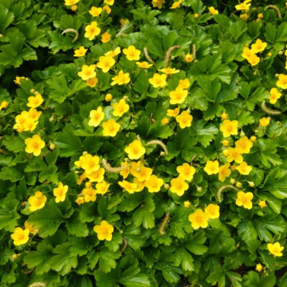 Waldsteinia ternata - Goudaardbei