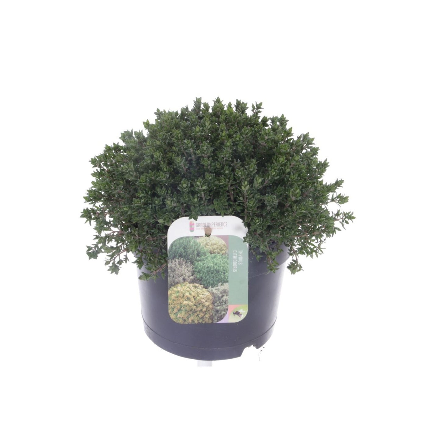 Thymus vulgaris Compactus - Echte tijm 'Compactus'
