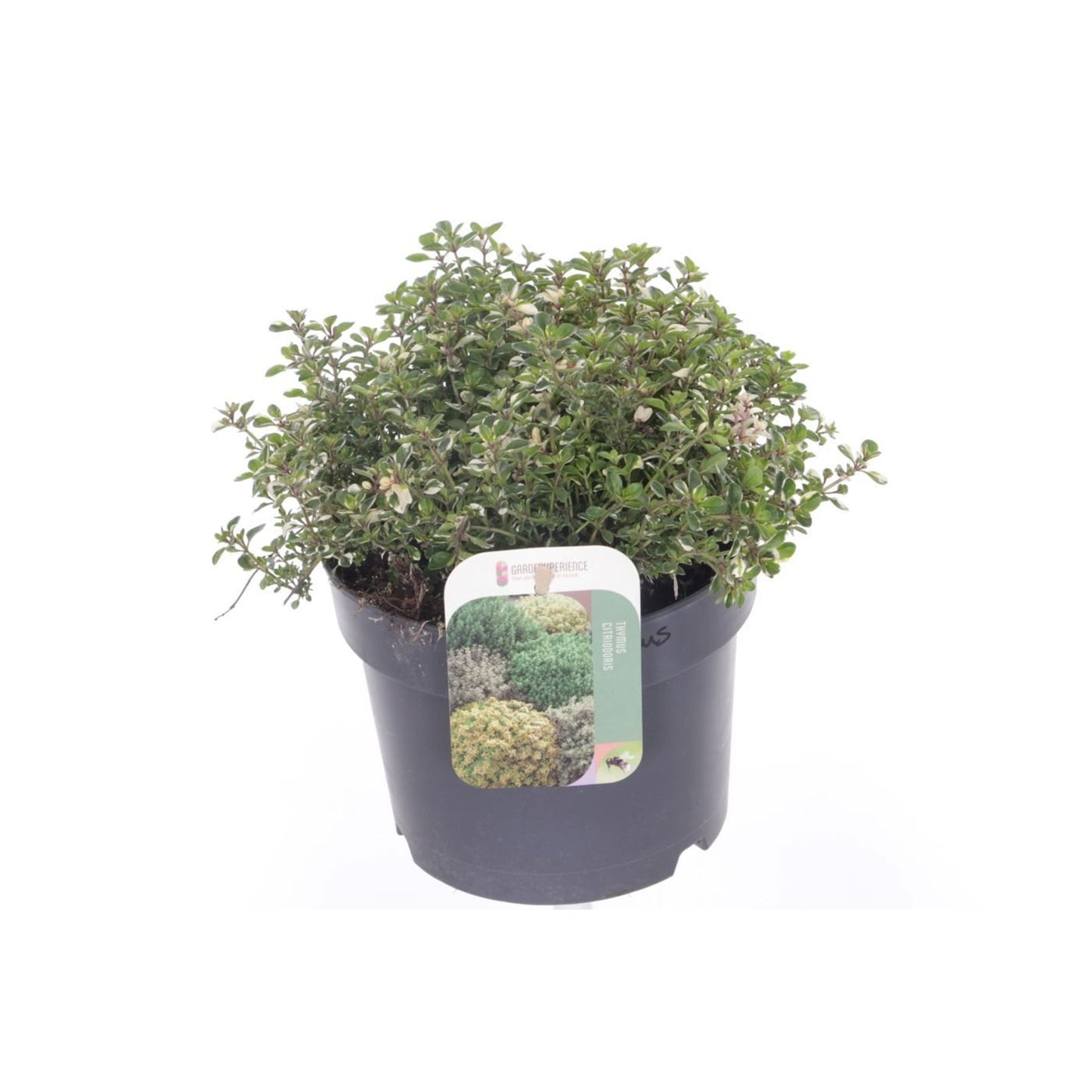 Thymus pulegioides - Grote tijm