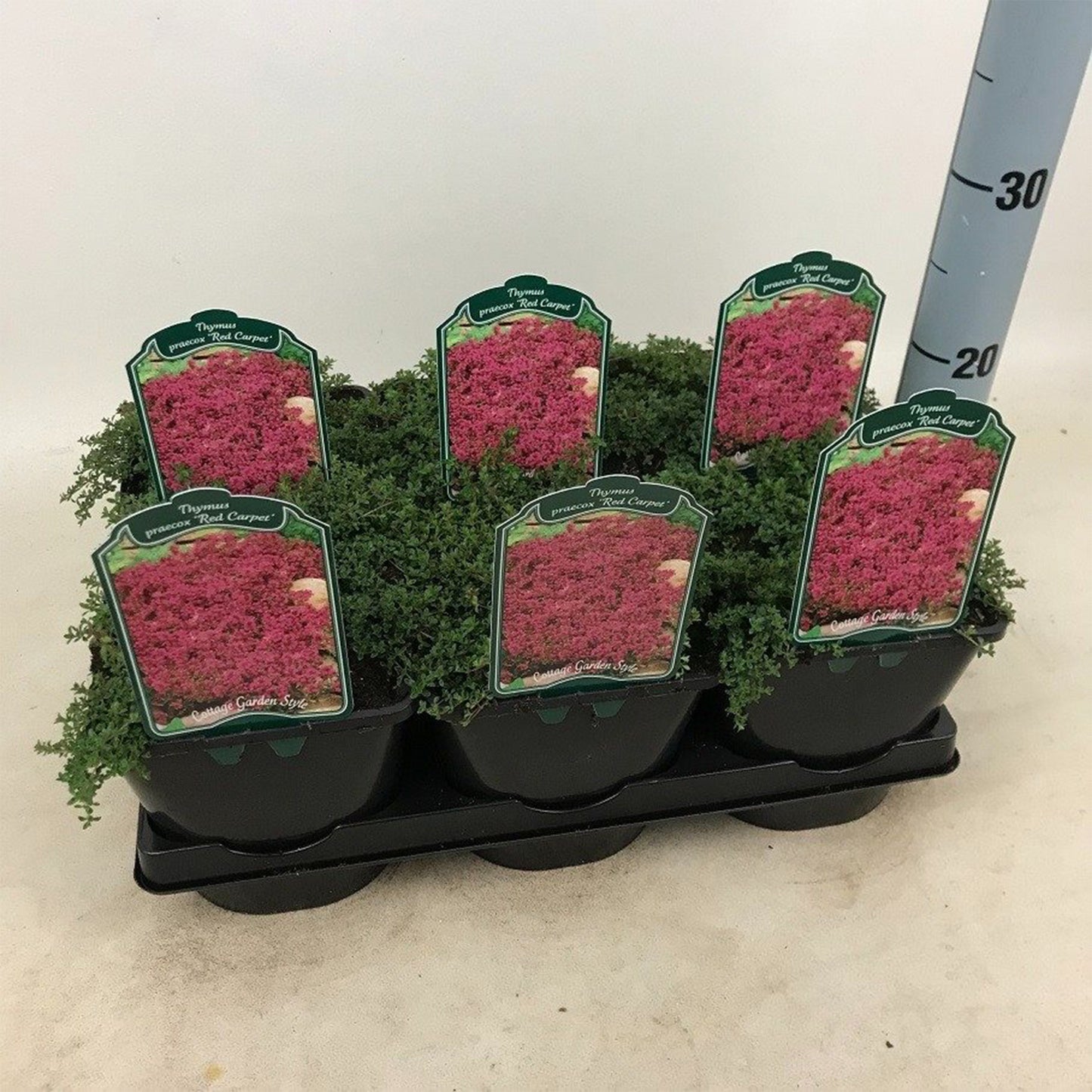 Thymus praecox Red Carpet - Tijm 'Red Carpet'