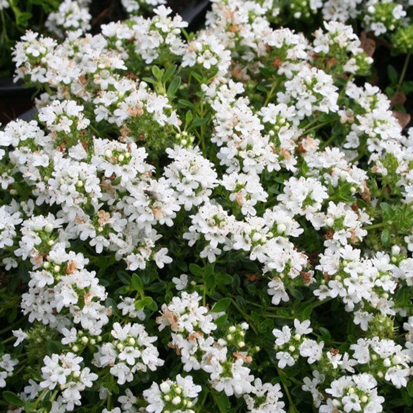 Thymus praecox Albiflorus - Kruiptijm 'Albiflorus'