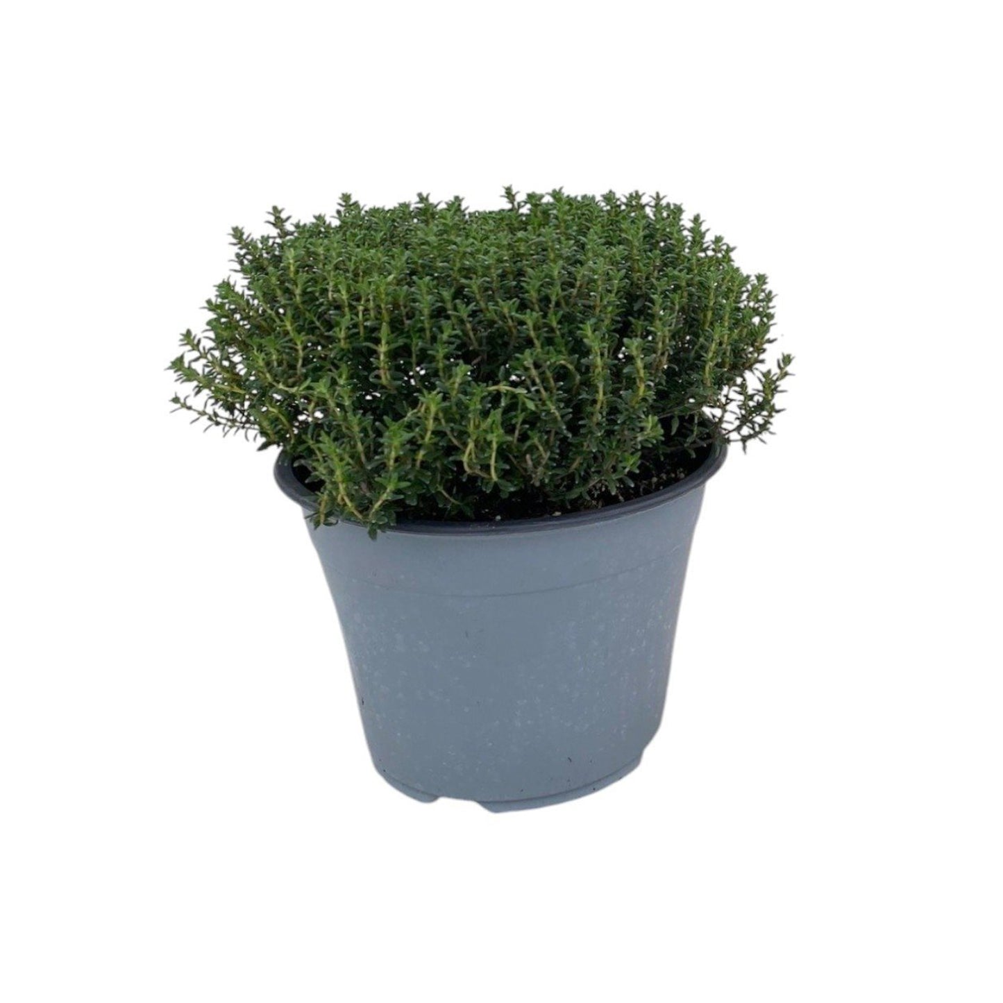 Thymus faustinoi - Tijm 'Faustinoi'