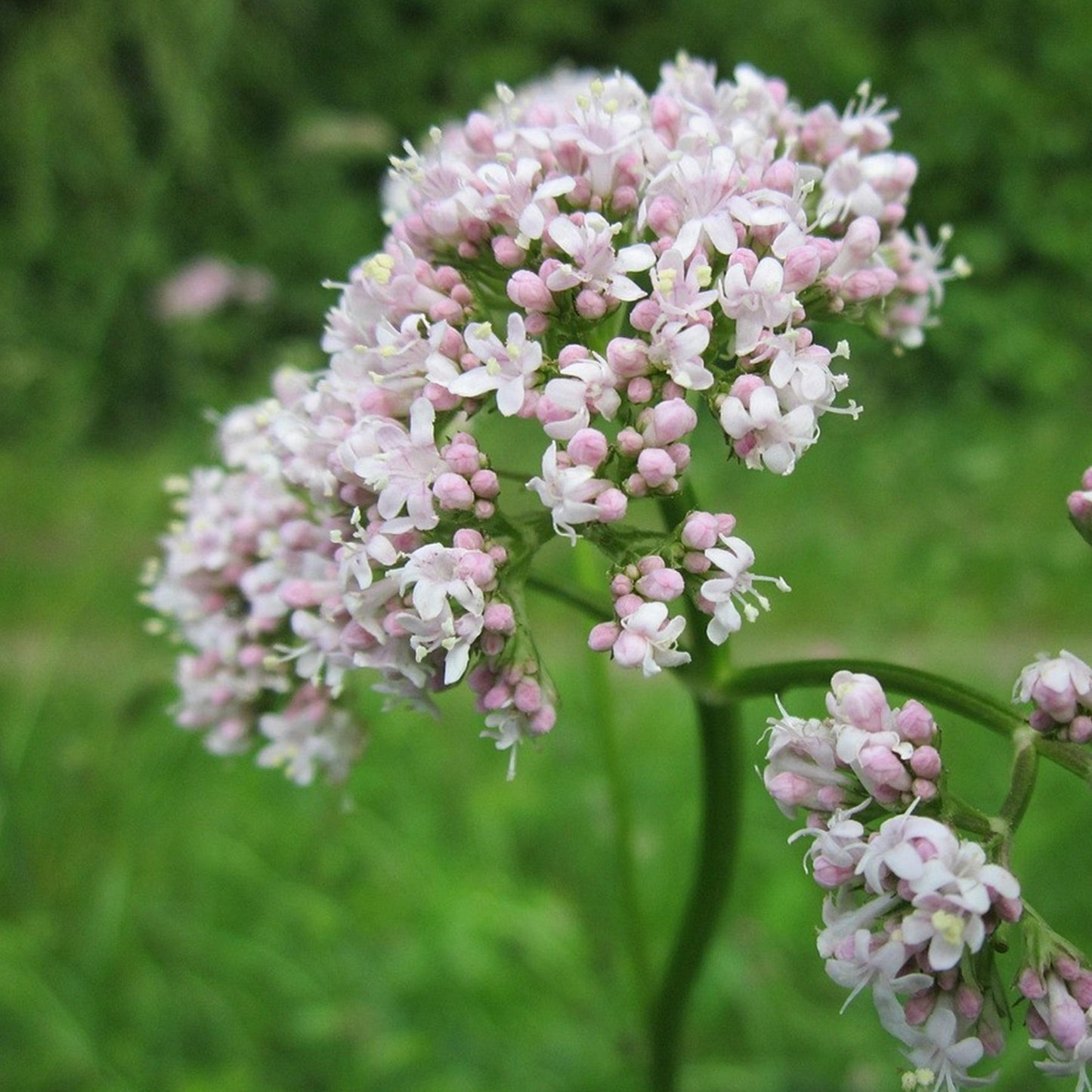 Valeriana officinalis - Geneeskrachtige valeriaan