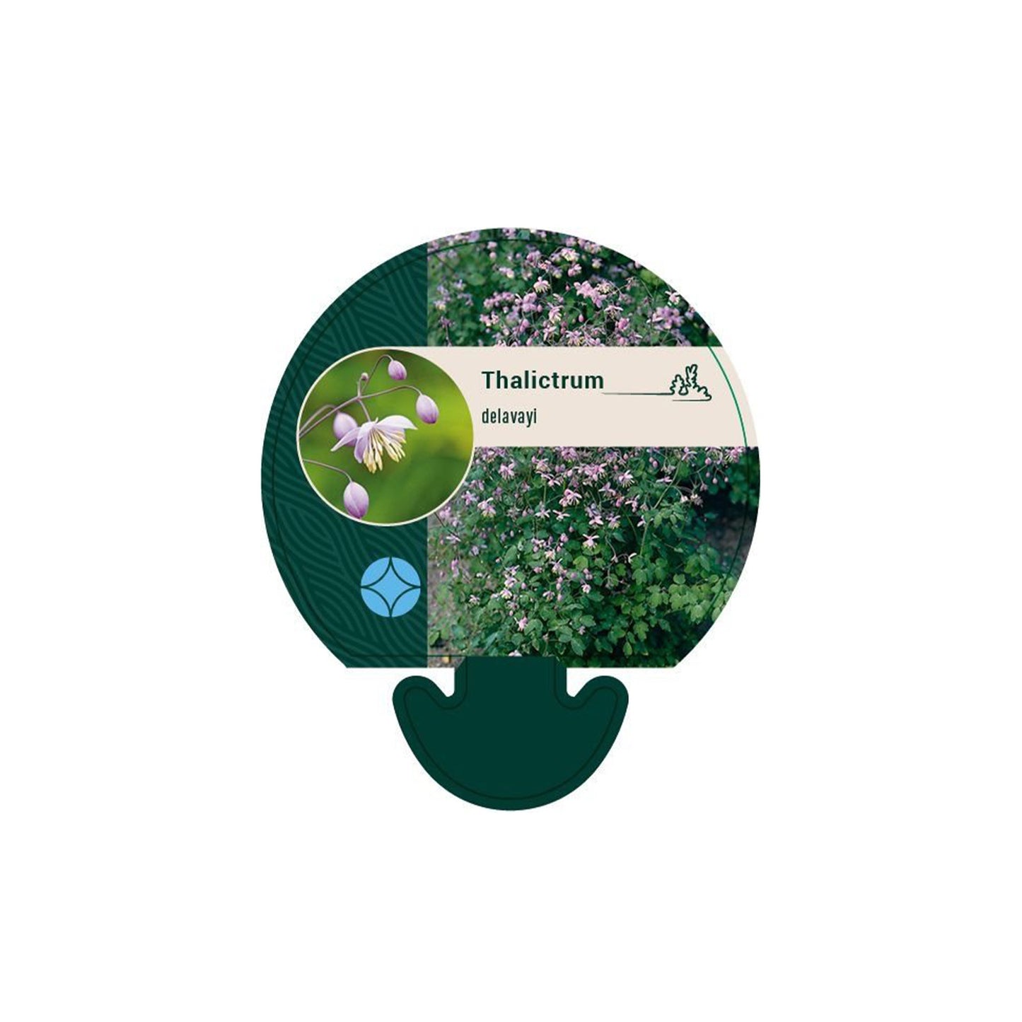 Thalictrum delavayi - Delavay's rozenkrans