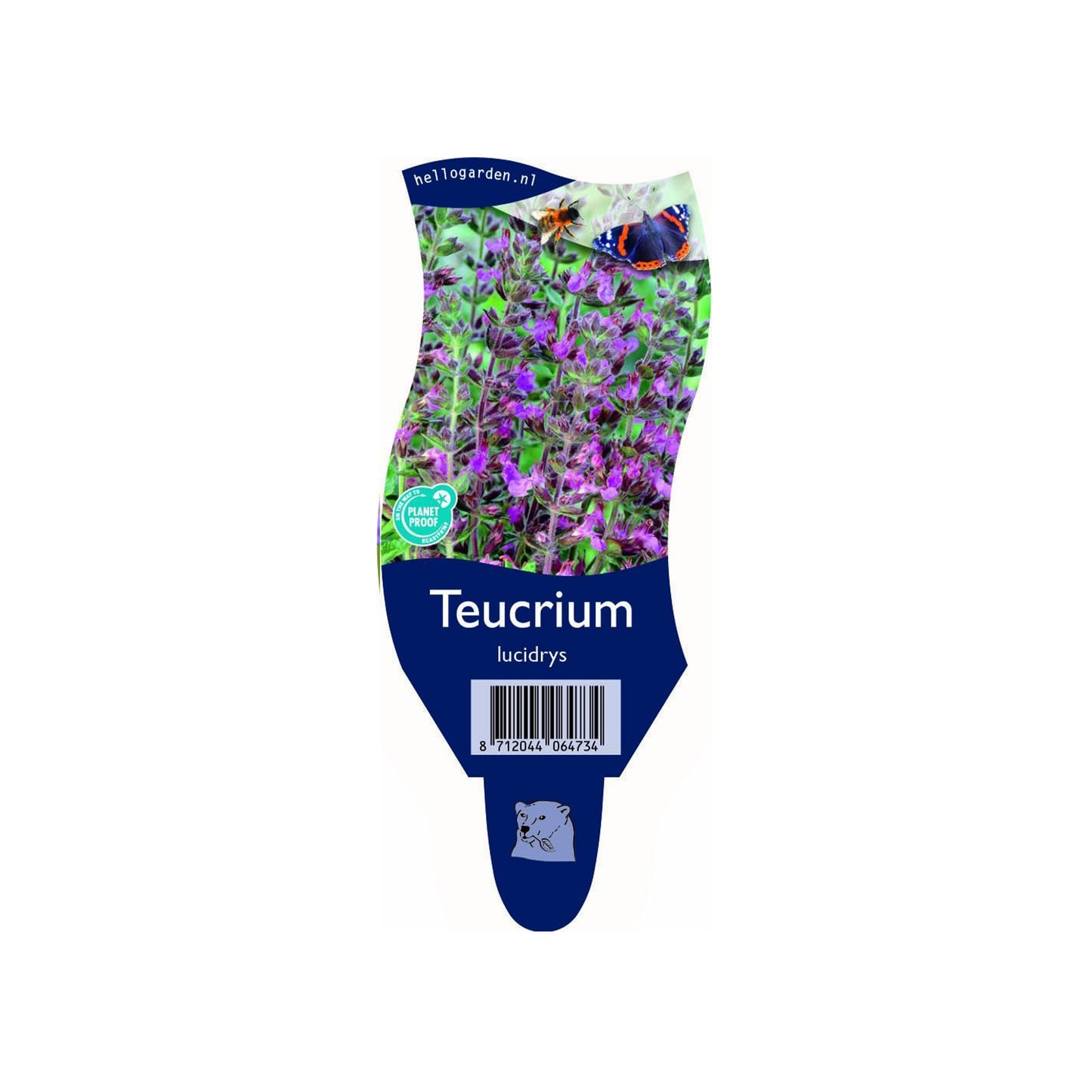 Teucrium lucidrys - Glanzende tijm