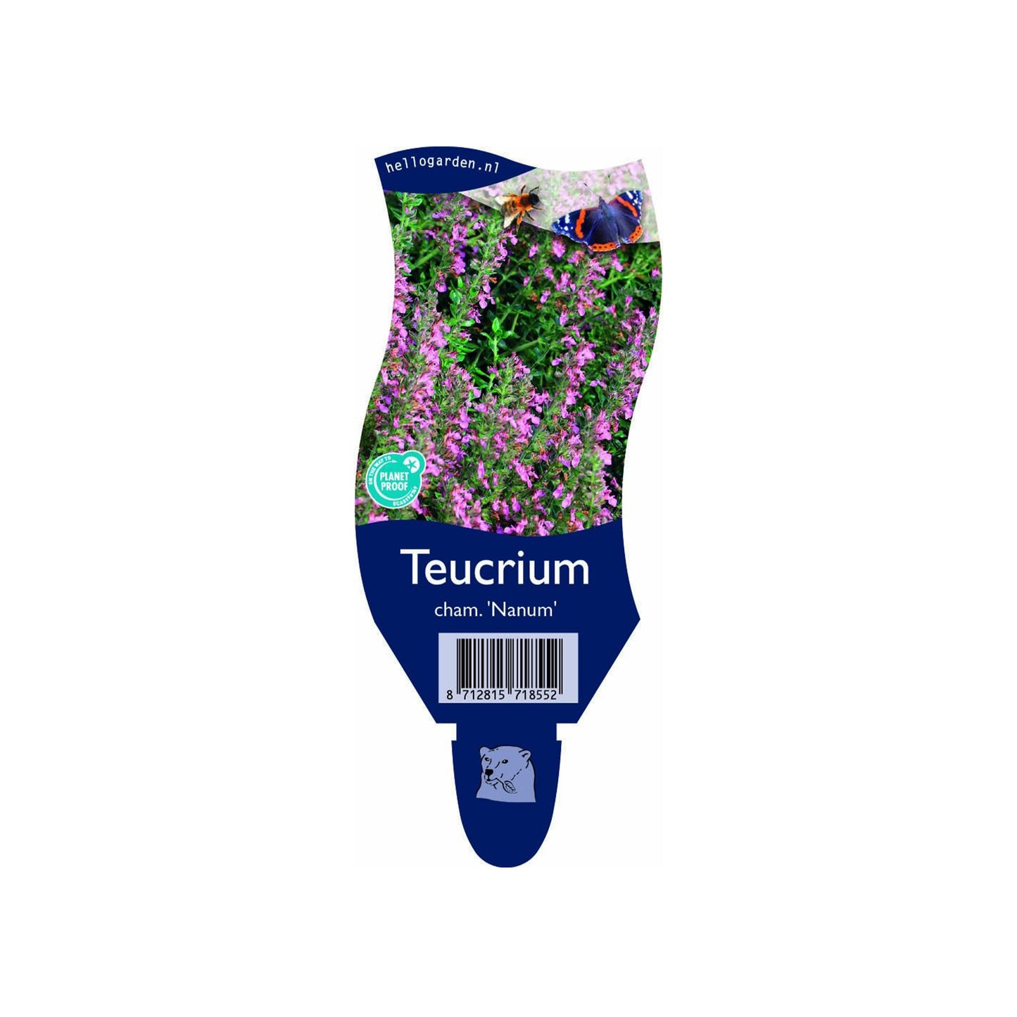 Teucrium chamaedrys Nanum - Dwerg tijm