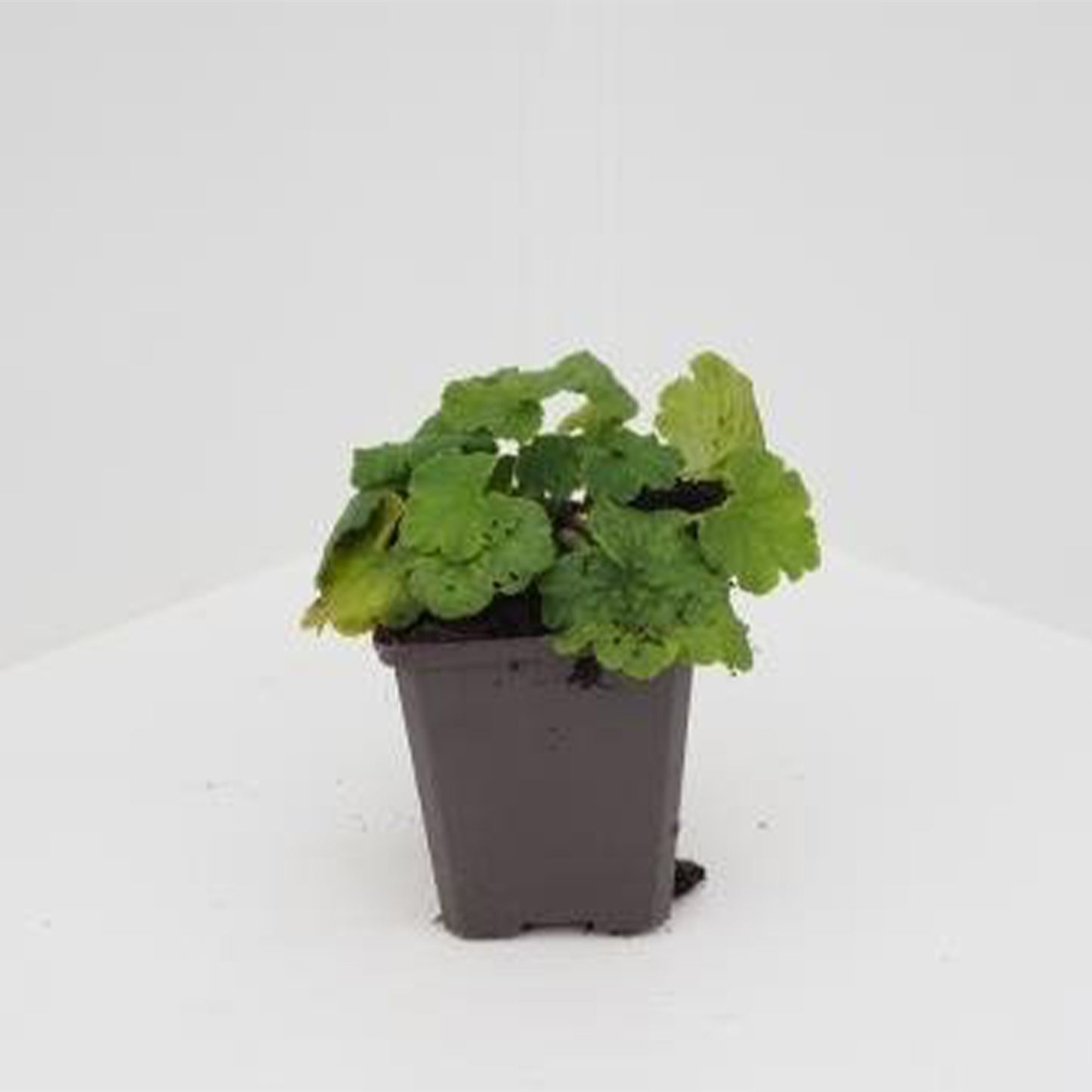 Tellima grandiflora - Grote bloemen tellima