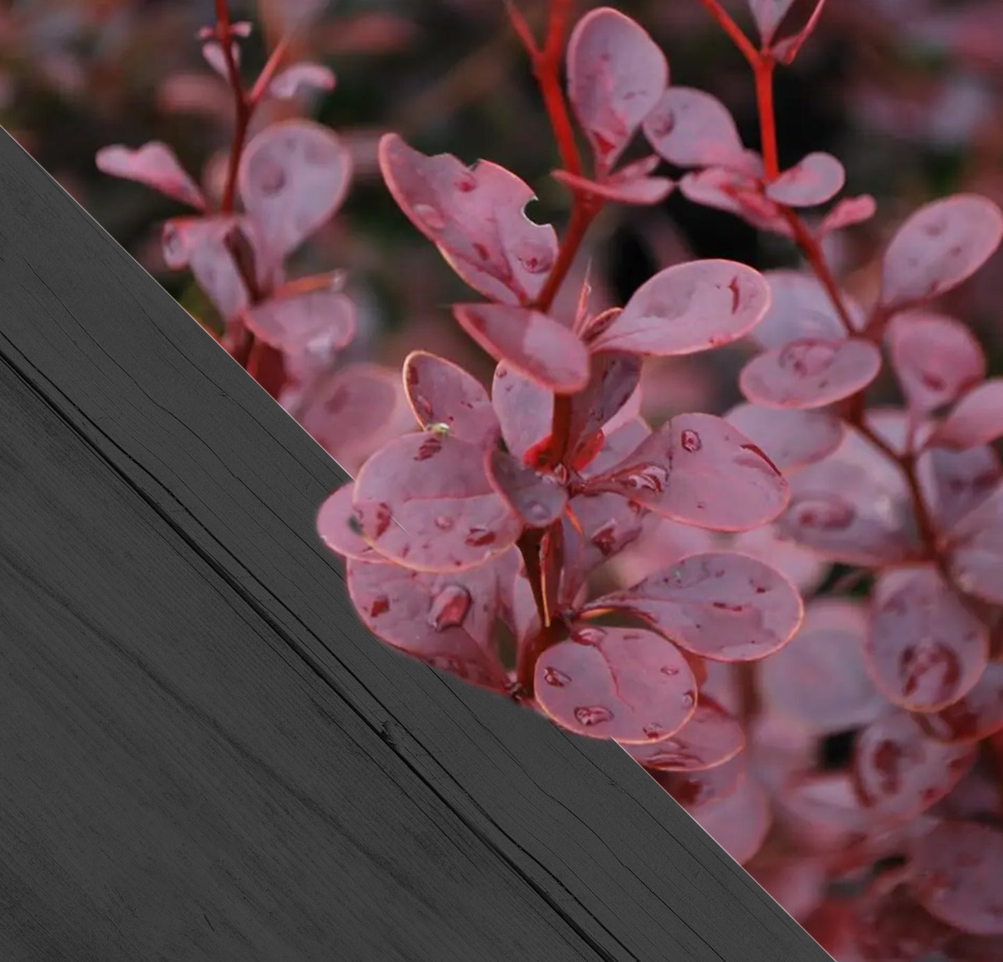 Berberis thunb. Atrop c2 30/50 - Zuurbes