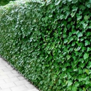 Hedera hibernica groot bladige klimop