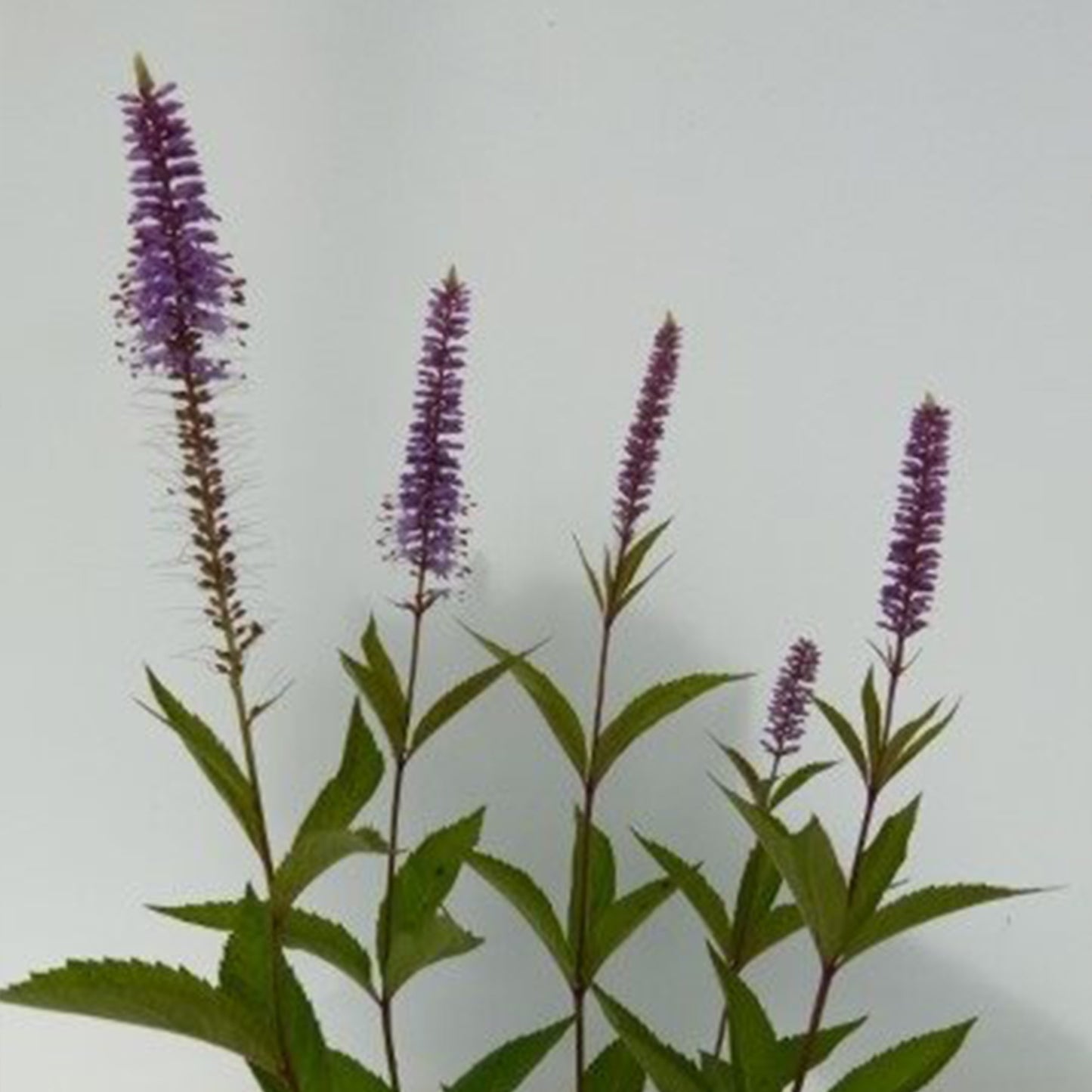 Veronicastrum virginicum Erika - Aar-Ereprijs 'Erika