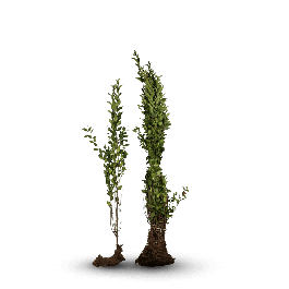 Ligustrum Ovalifolium - Wintergroene Ligusterhaag blote wortel