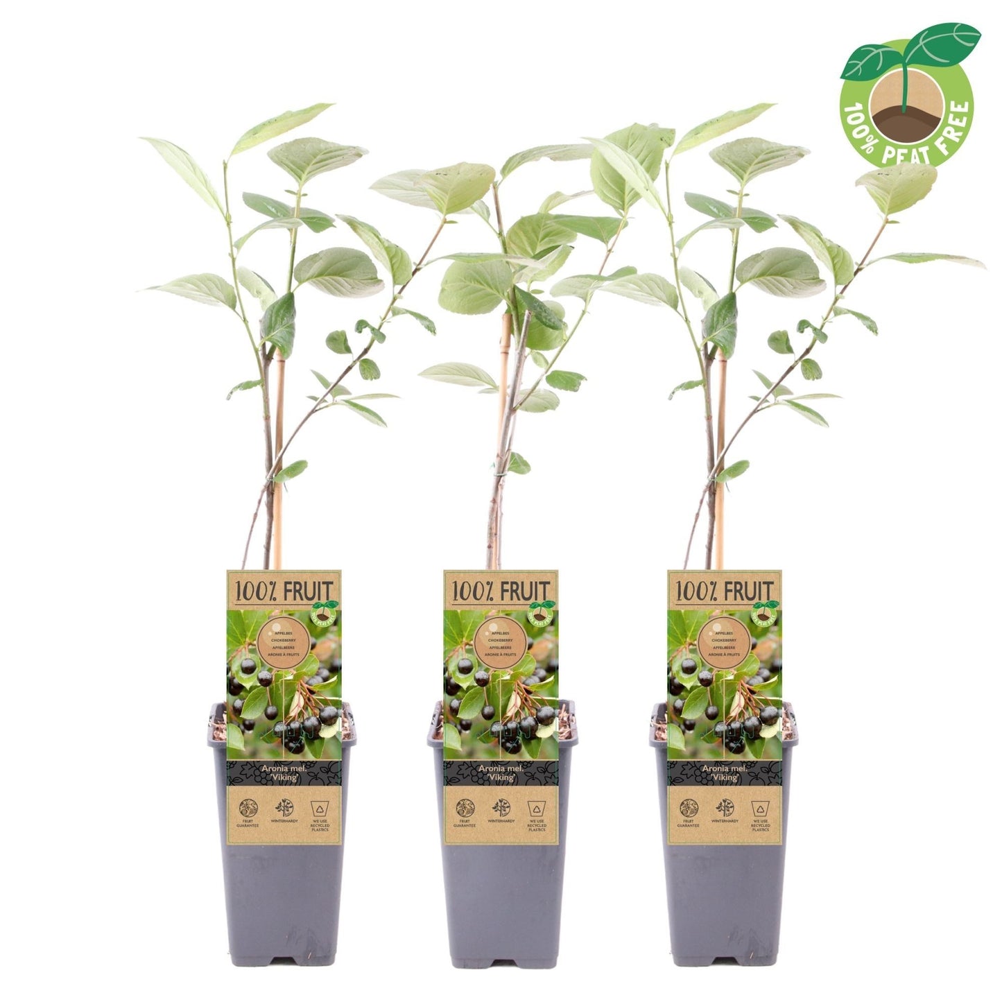 Aronia melanocarpa c2 60/90 - Zwarte appelbes