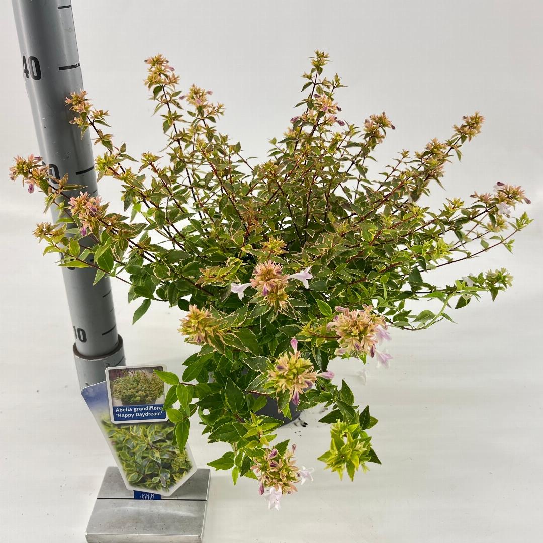 Abelia grandiflora Happy Daydream 25-30, C2