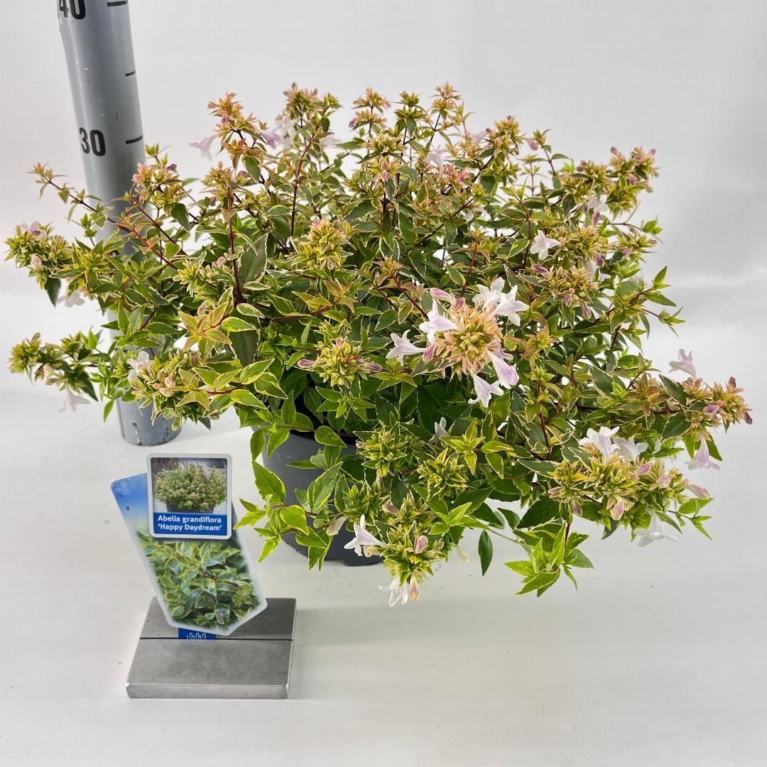 Abelia grandiflora Happy Daydream 25-30, C3