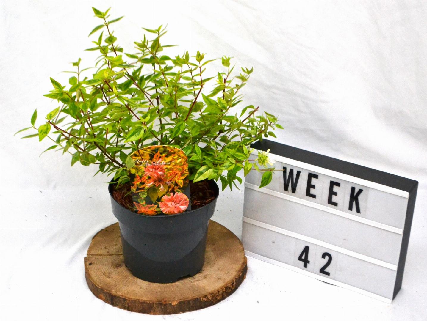 Abelia grandiflora Kaleidoscope 25-30, C3