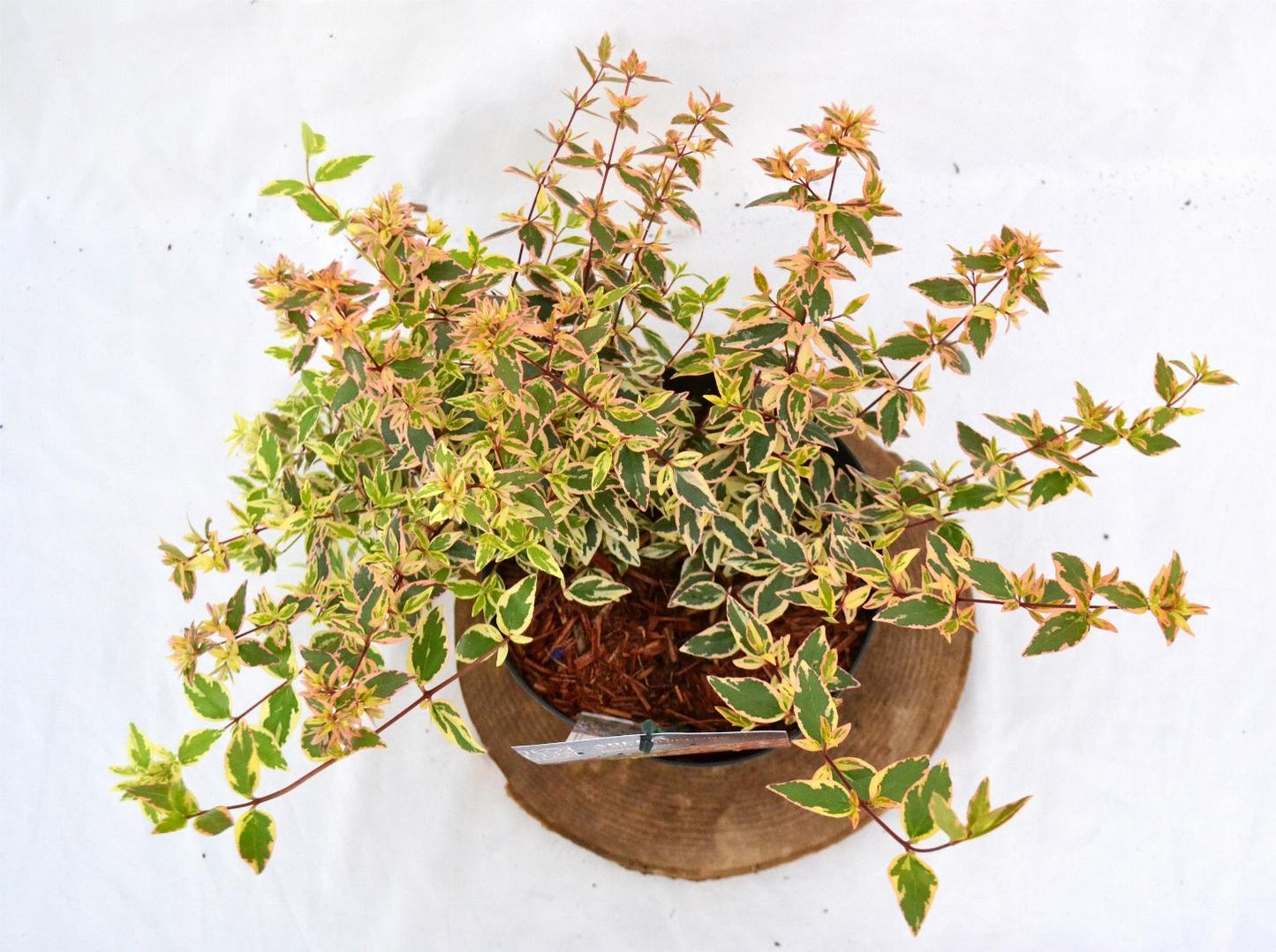 Abelia grandiflora Tricolor Charm C3