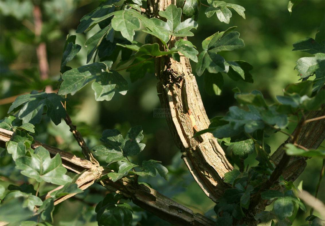 Acer campestre - Veldesdoornhaag blote wortel