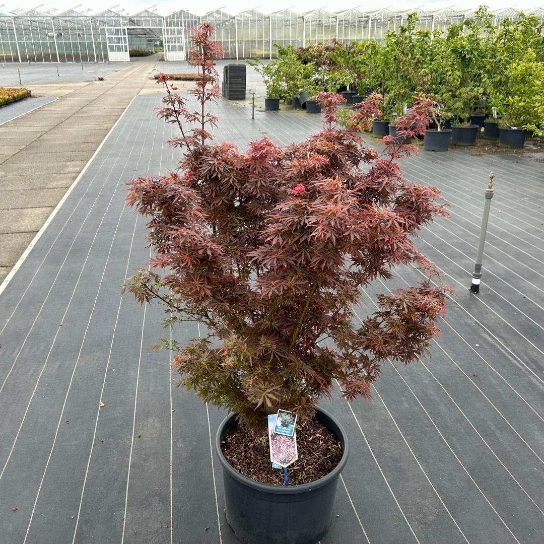 Acer palmatum Jerre Schwartz 80-90, C35