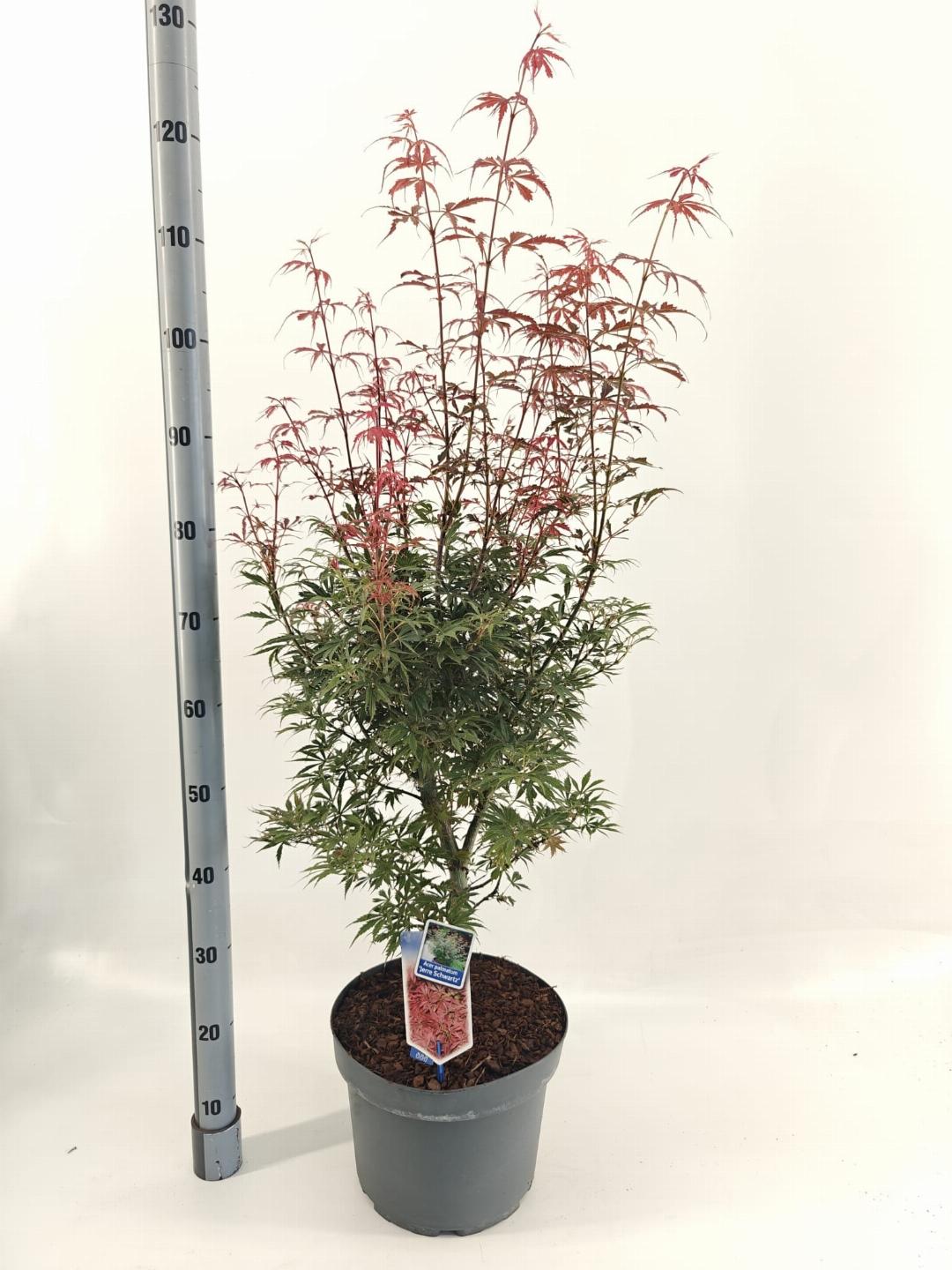 Acer palmatum Jerre Schwartz 70-80, C10