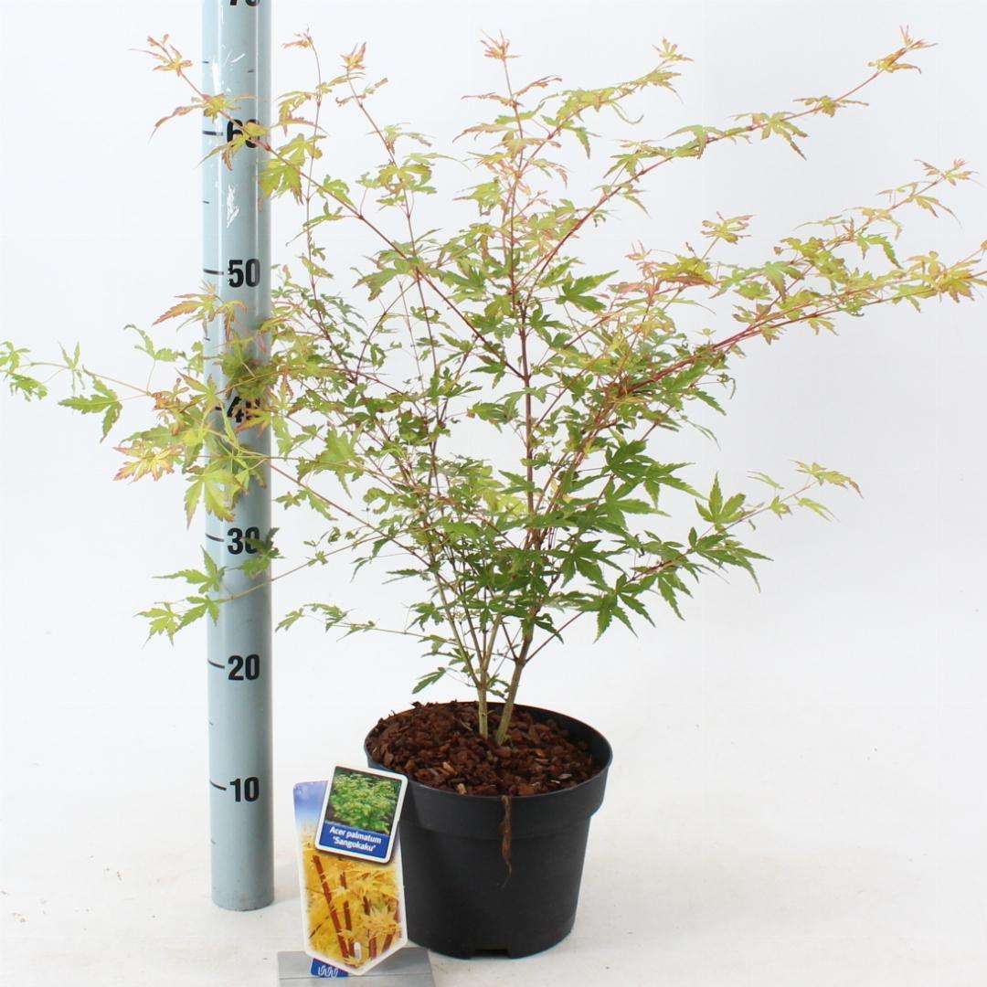 Acer palmatum Sangokaku 50-60, C3