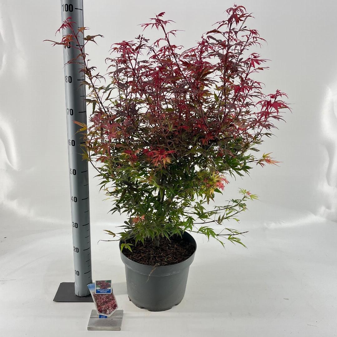 Acer palmatum Shaina 40-50, C10