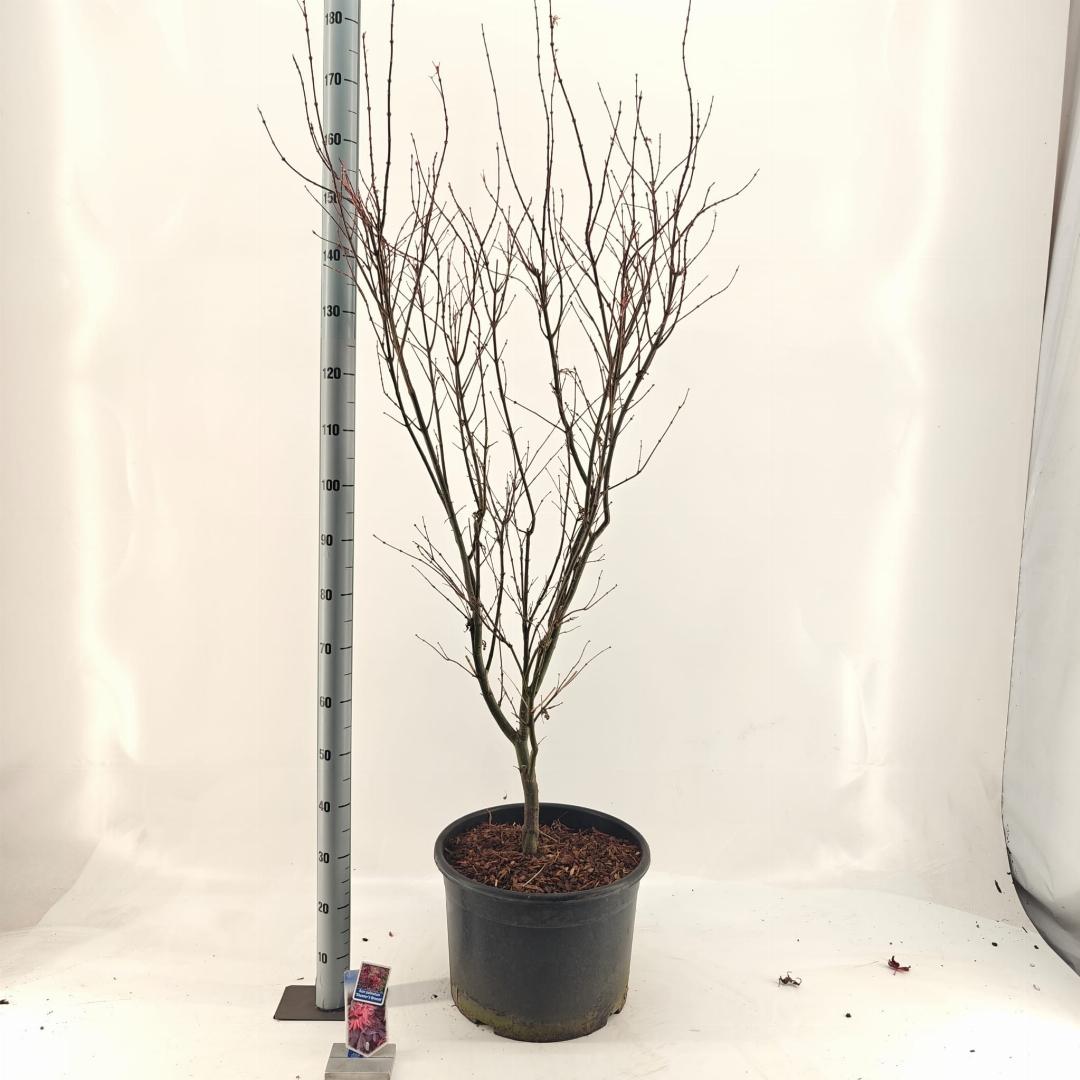 Acer palmatum Skeeters Broom 100-125, C35
