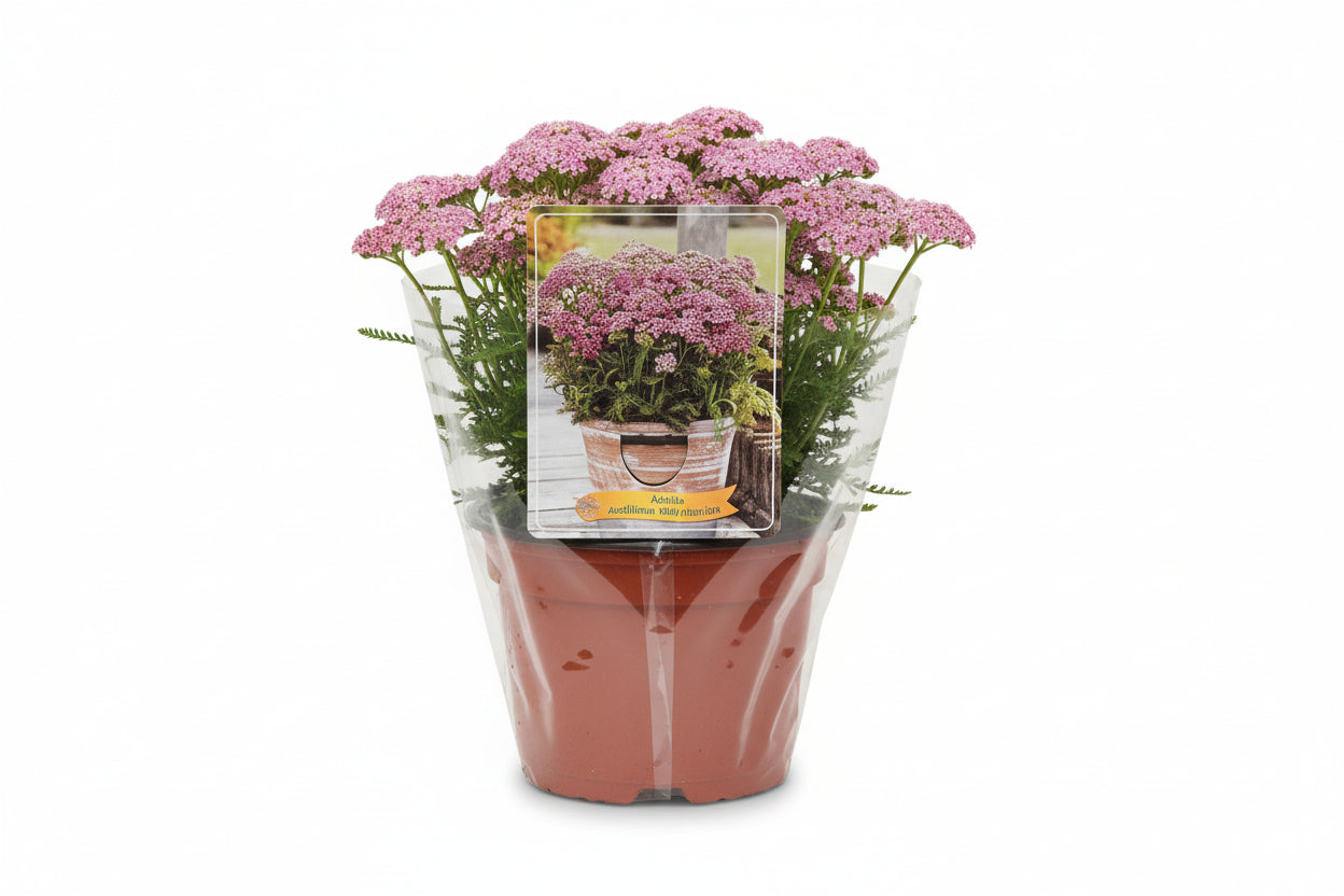 Achillea millefolium - Milly Rock Rose p11