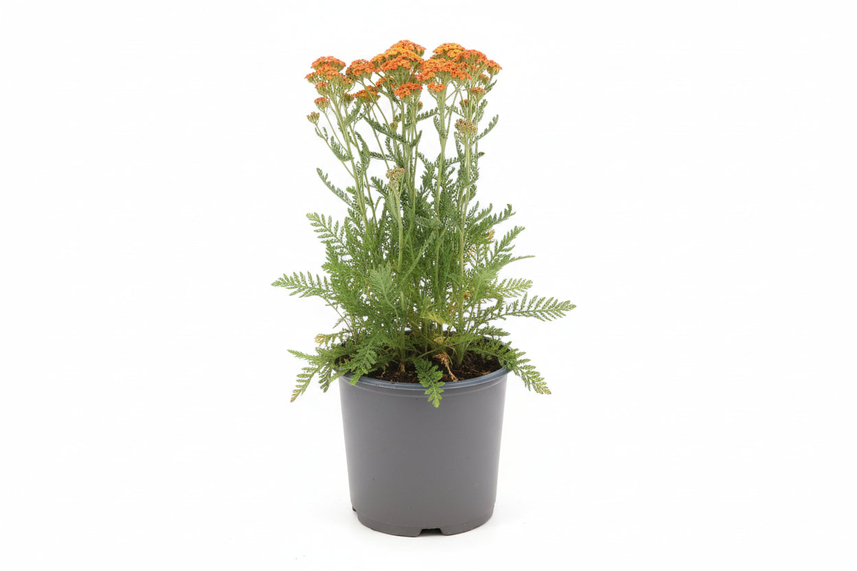 Achillea millefolium - Milly Rock Yellow Terracotta p11