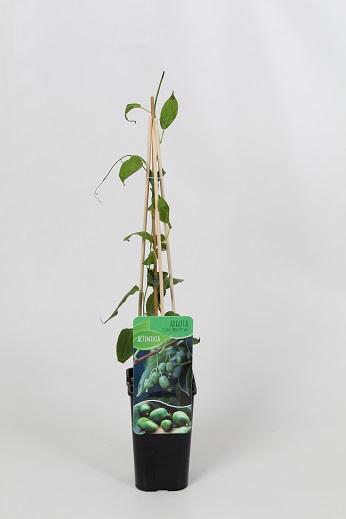 Actinidia arguta 'Issai' 60cm, c1,7