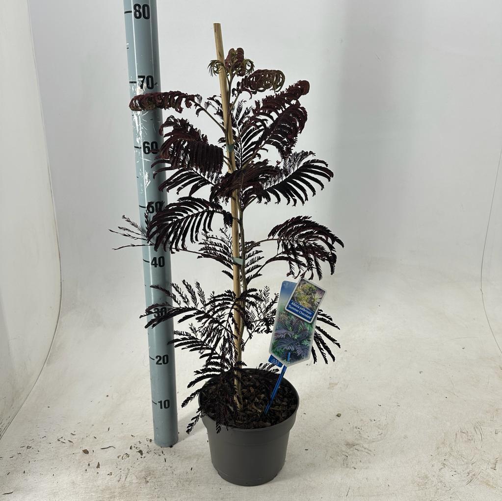 Albizia julibrissin Summer Chocolate 70-80, C3, STOK