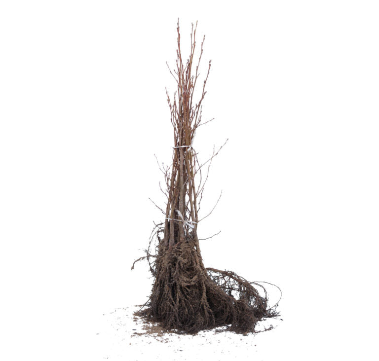 Alnus glutinosa - Zwarte Els Haag blote wortel