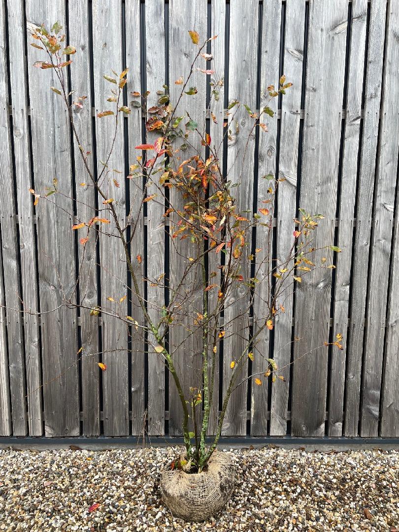 Amelanchier lamarckii 200-250 cm kluit