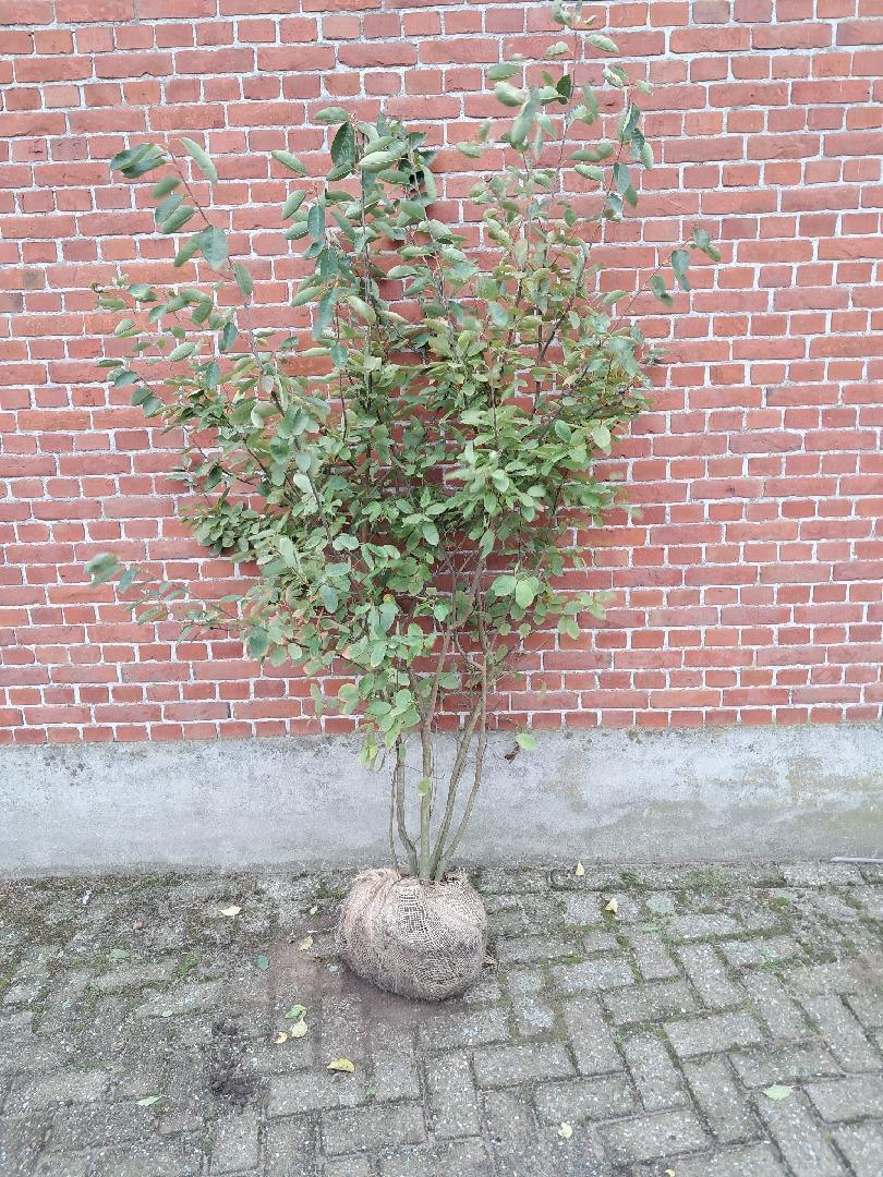 Amelanchier lamarckii 175-200 cm kluit