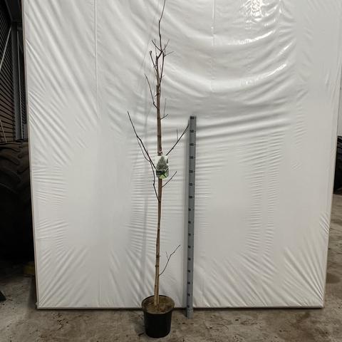 Betula utilis jacquemontii 200-225, C7.5