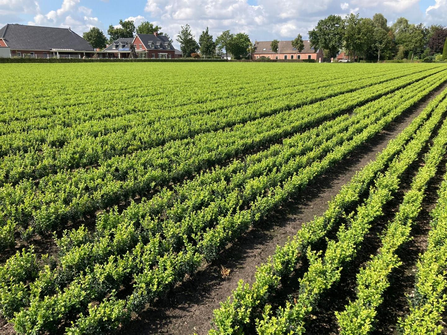 Buxushaag sempervirens blote wortel -Buxushaag