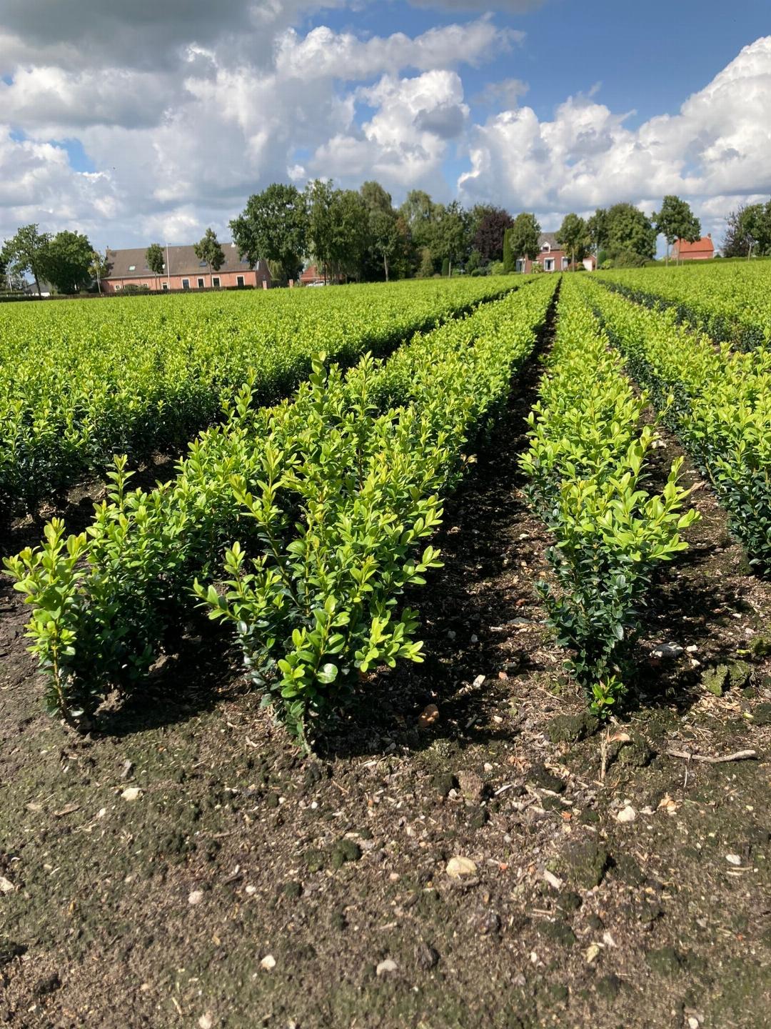 Buxushaag sempervirens blote wortel -Buxushaag