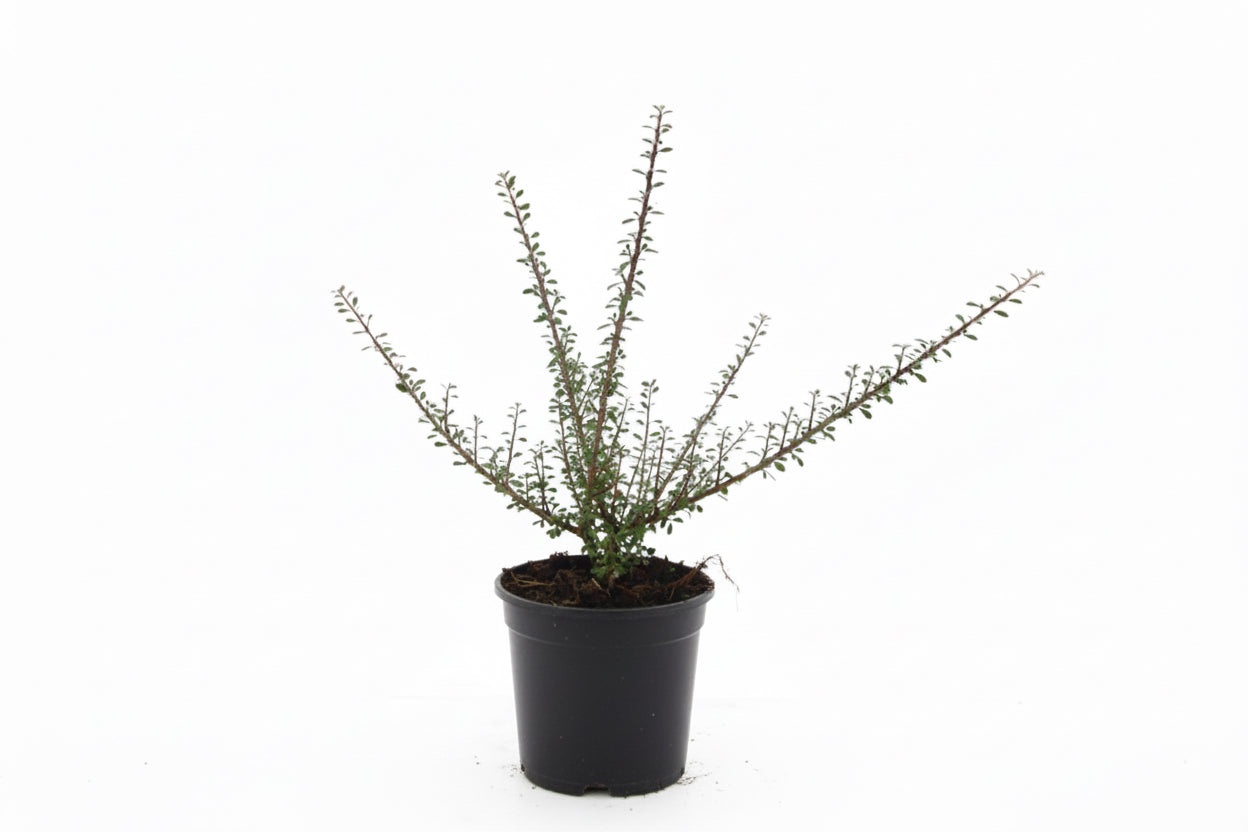 Cotoneaster Microphyllus C1,5