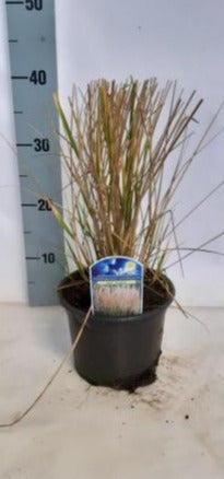 Calamagrostis acut. 'Karl Foerster'