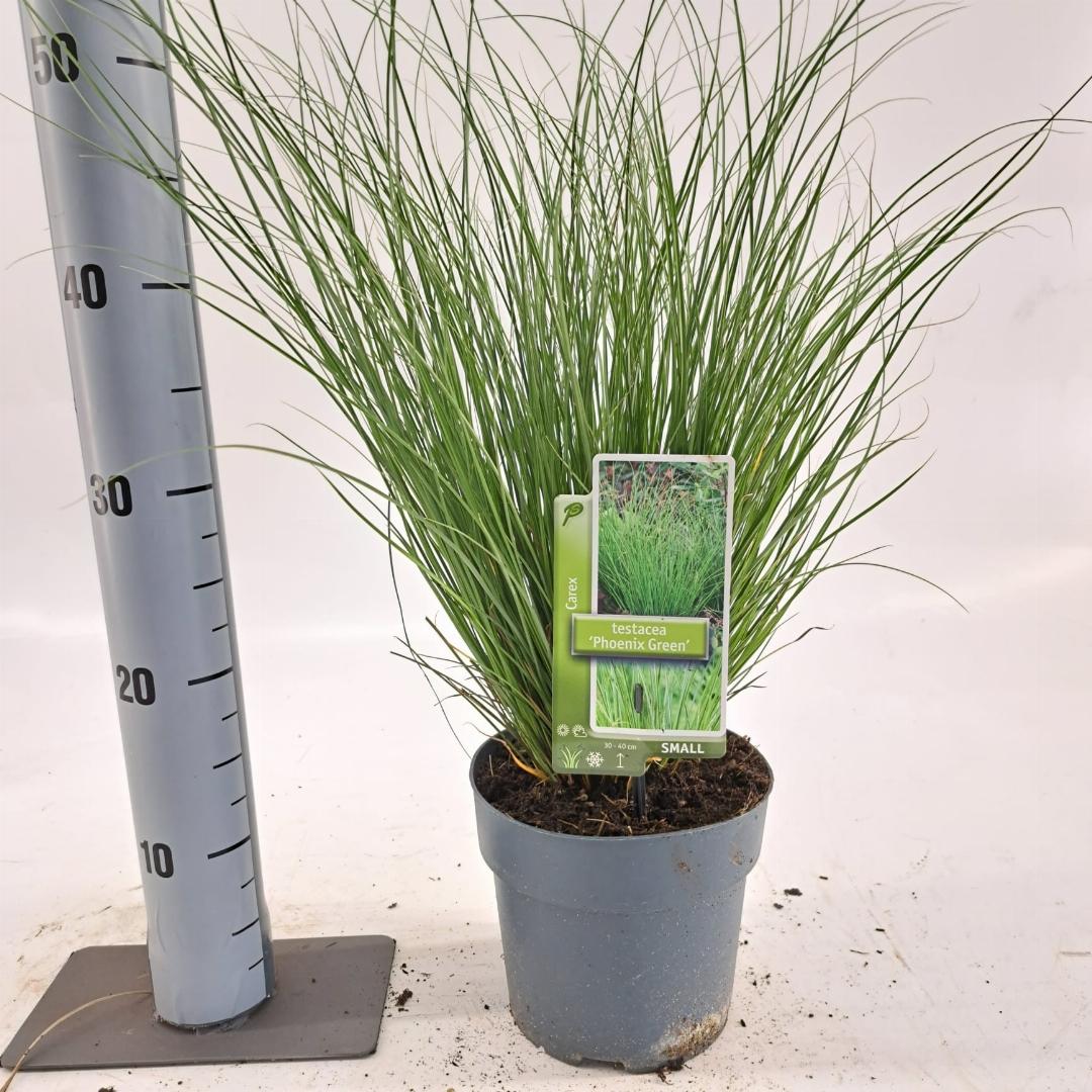 Carex Phoenix Green - 20-25, C2