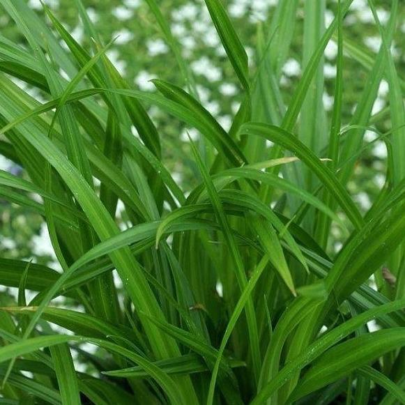 Carex fol. 'Irish Green' (siergras) - Tuinplantenloods