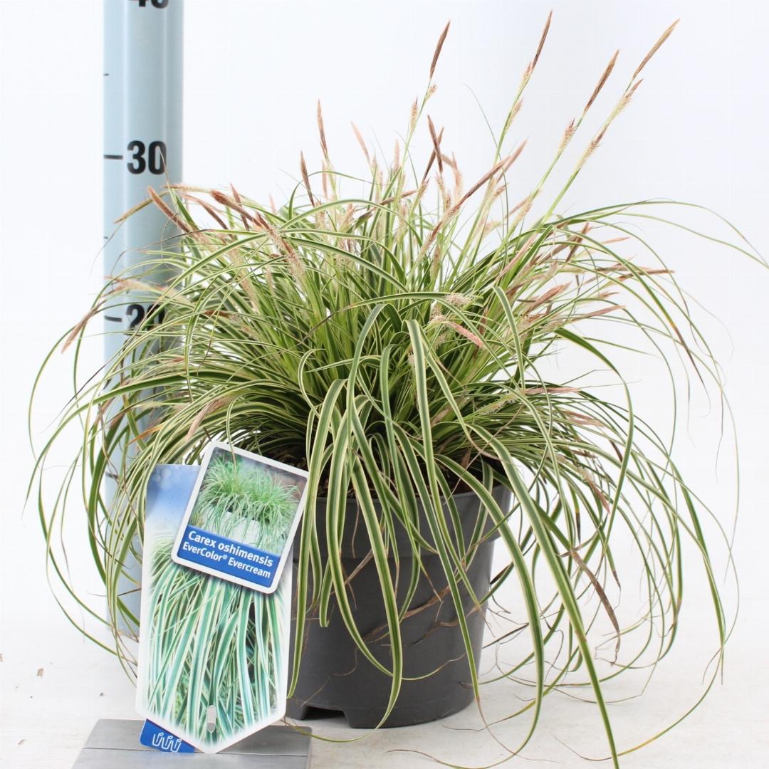 Carex oshimensis Evercolor Evercream - 20-25, C2