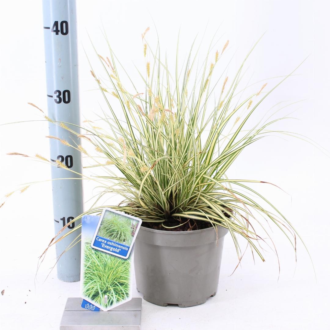 Carex oshimensis Evergold - 20-25, C2