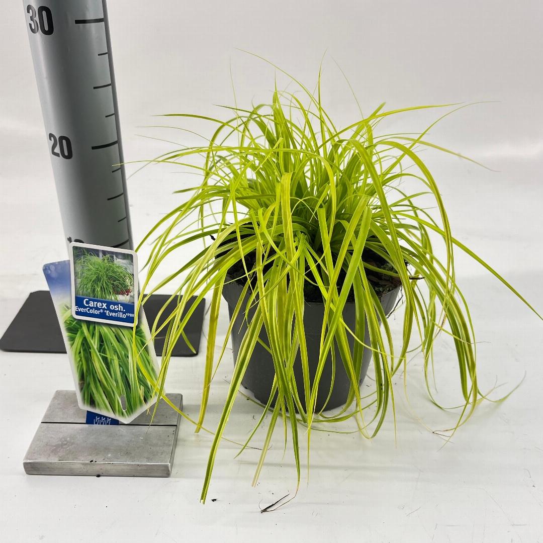 Carex oshimensis Everillo - 20-25, C2