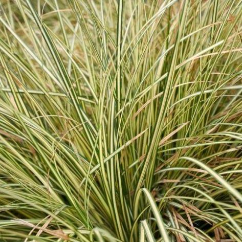 Carex oshimensis 'Evergold' (siergras) - Tuinplantenloods